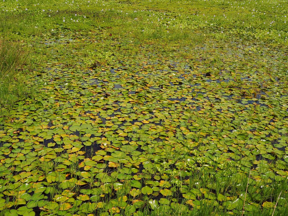 パロベルデ国立公園
コスタリカ北西部にあるパロベルデ国立公園は、雄大な湿地...