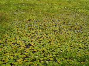 パロベルデ国立公園
コスタリカ北西部にあるパロベルデ国立公園は、雄大な湿地...