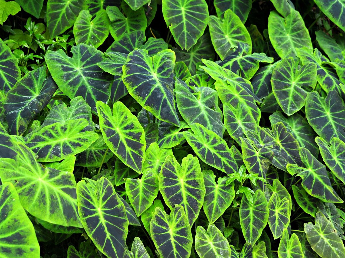 コルコバード国立公園
熱帯の秘境の国立公園だけあって、多種多様で見たことも...