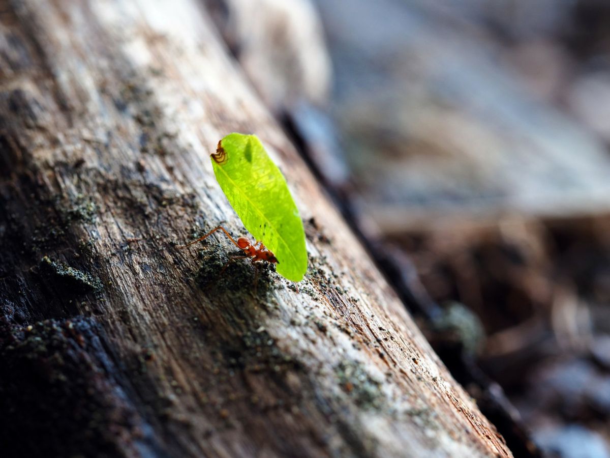 コルコバード国立公園
動物たちだけじゃなく虫たちもたくさんいますが、一番印...