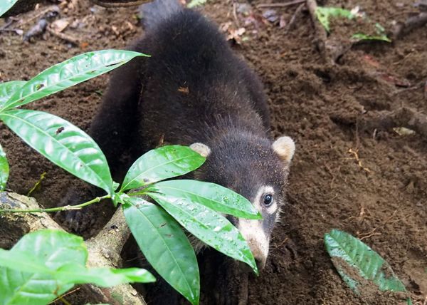 コスタリカ・サンホセ「コスタリカ 魅惑の動物王国をドライブ旅行🐸」の写真：コルコバード国立公園
公園内で一番多くい...