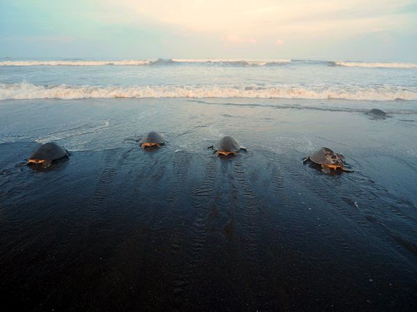 コスタリカ・サンホセ「コスタリカ 魅惑の動物王国をドライブ旅行🐸」の写真：オスティオナル
夜になると、ウミガメたち...