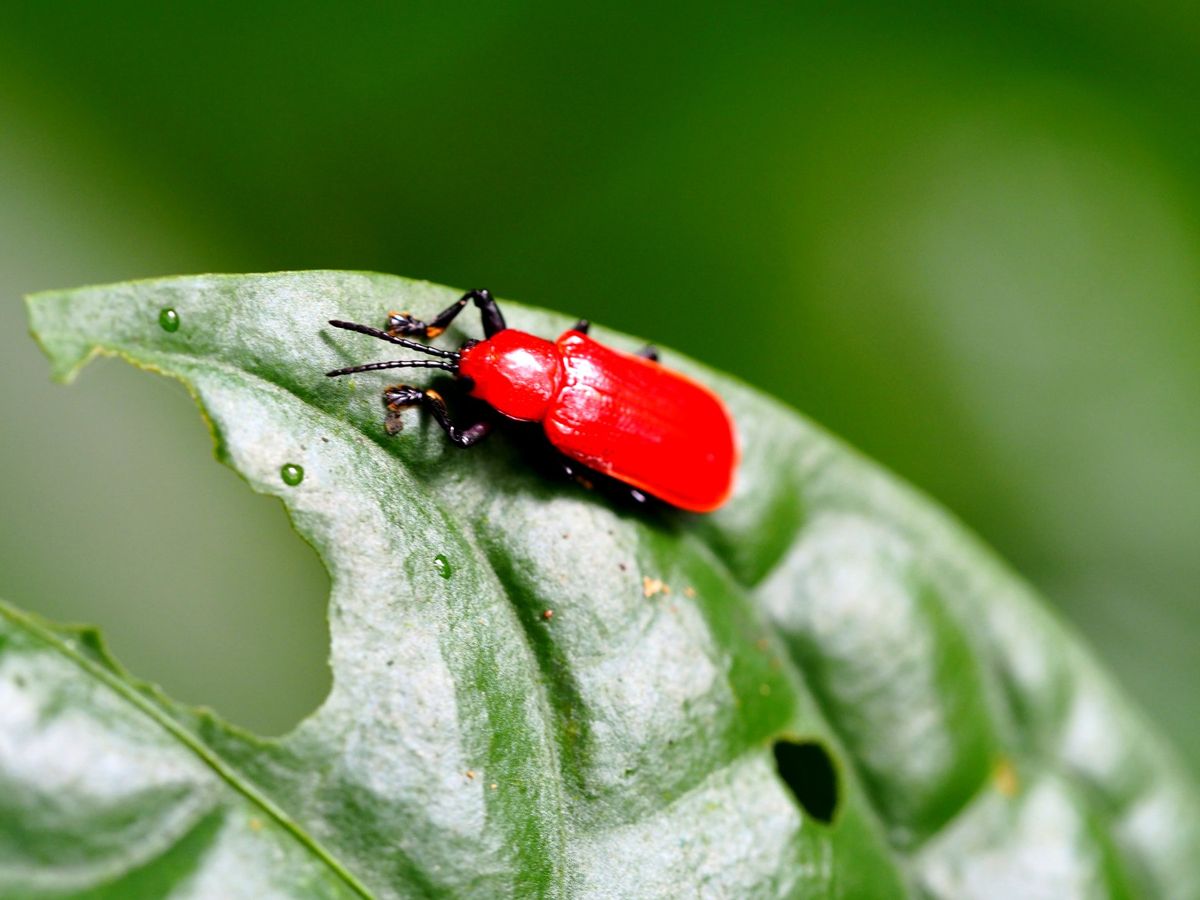 モンテベルデ
コスタリカの中央に位置するモンテベルデは、森林浴の気持ちいい...