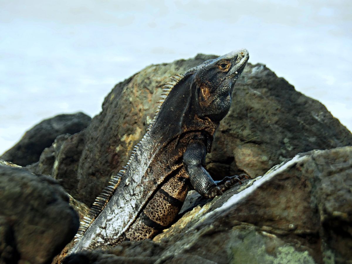 マヌエルアントニオ国立公園
ビーチに近づくとトカゲたちが出てきます。
南国...