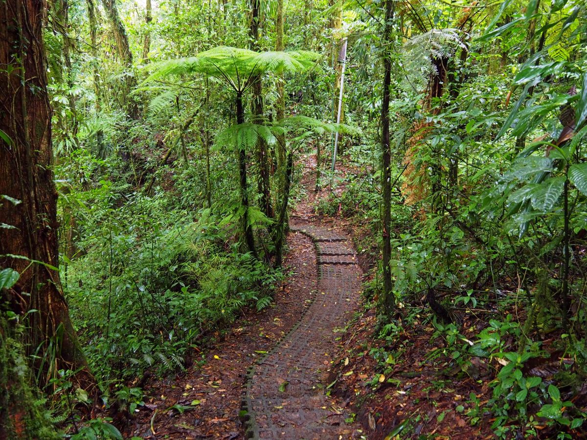 モンテベルデ
コスタリカの中央に位置するモンテベルデは、森林浴の気持ちいい...