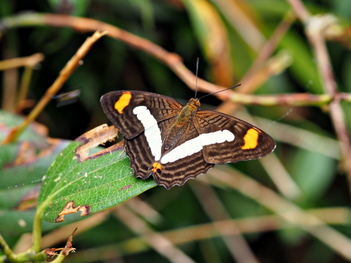 モンテベルデ
コスタリカの中央に位置するモンテベルデは、森林浴の気持ちいい...