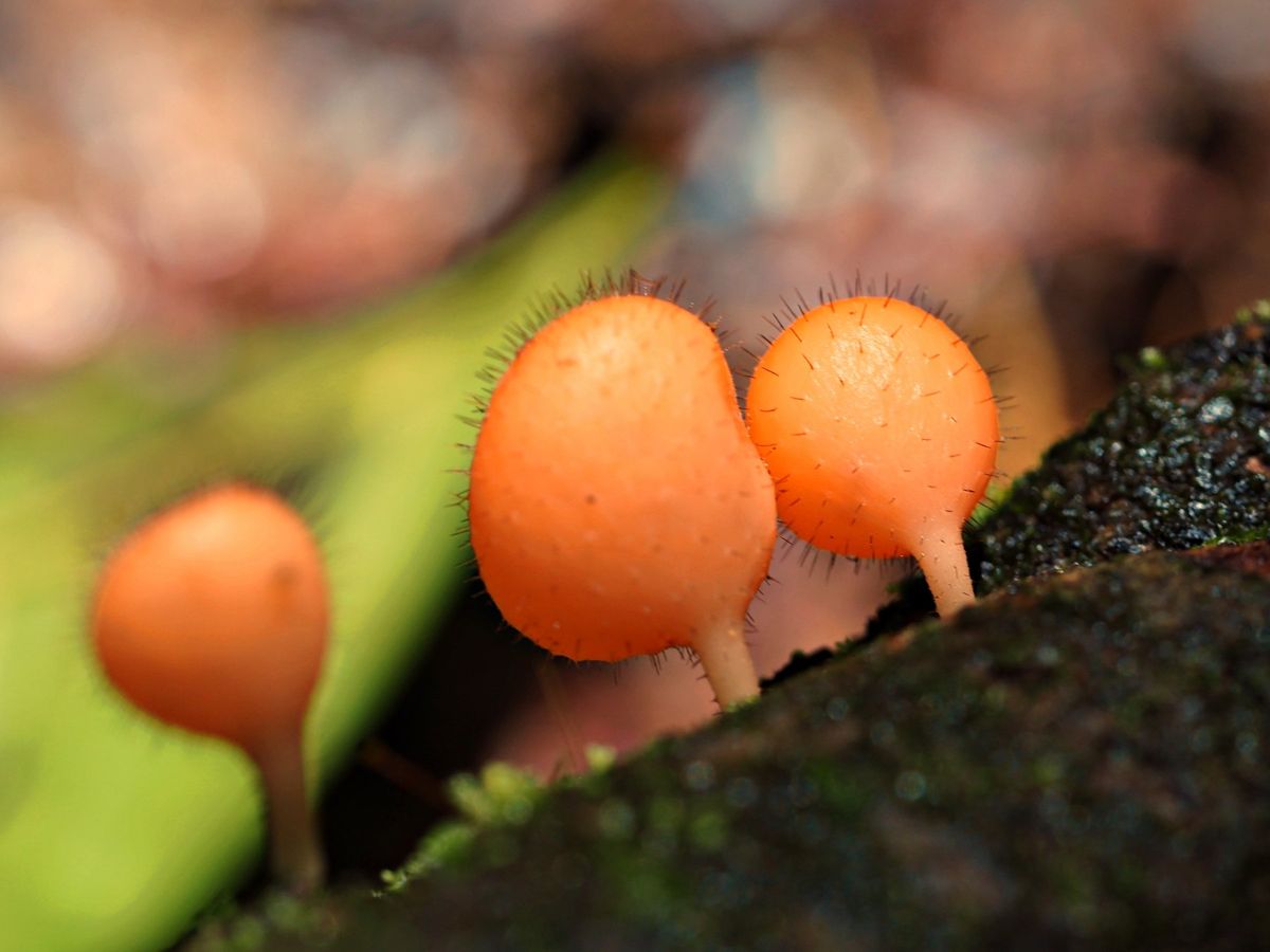コルコバード国立公園
熱帯の秘境の国立公園だけあって、多種多様で見たことも...