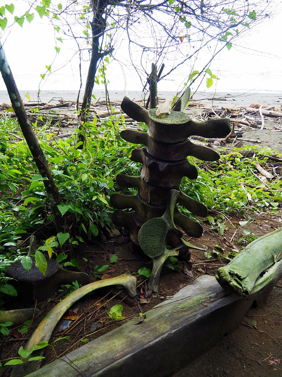 コルコバード国立公園
夢を食べるでおなじみのバクもここにいます。
夜行性な...
