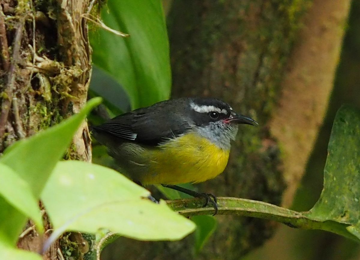 モンテベルデ
自然公園内のカフェにはたくさんのハチドリが集まっていました。...