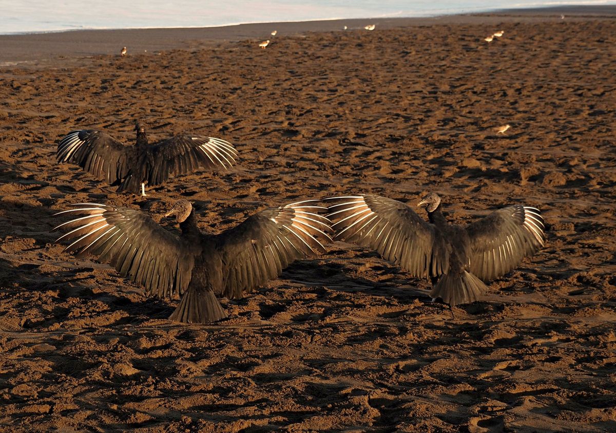 オスティオナル
アリバダと呼ばれるウミガメの集団産卵は世界中でも数カ所でし...