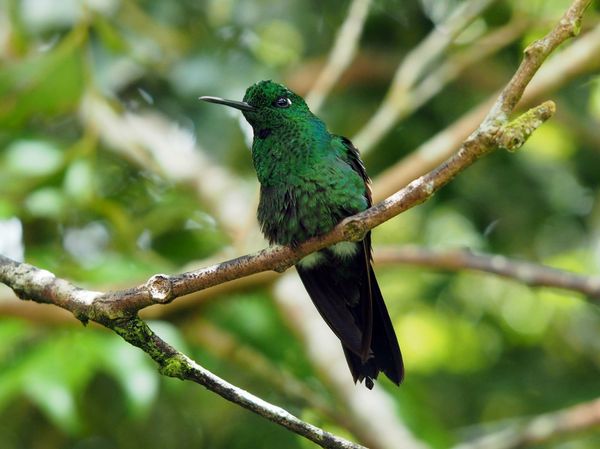 コスタリカ・サンホセ「コスタリカ 魅惑の動物王国をドライブ旅行🐸」の写真：モンテベルデ
自然公園内のカフェにはたく...