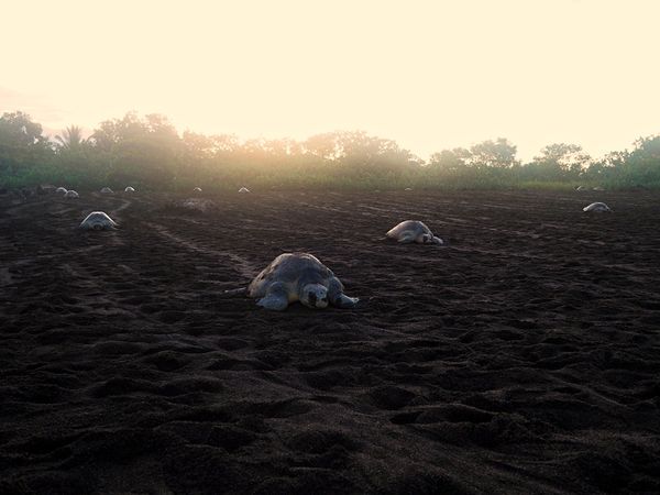 コスタリカ・サンホセ「コスタリカ 魅惑の動物王国をドライブ旅行🐸」の写真：オスティオナル
アリバダと呼ばれるウミガ...