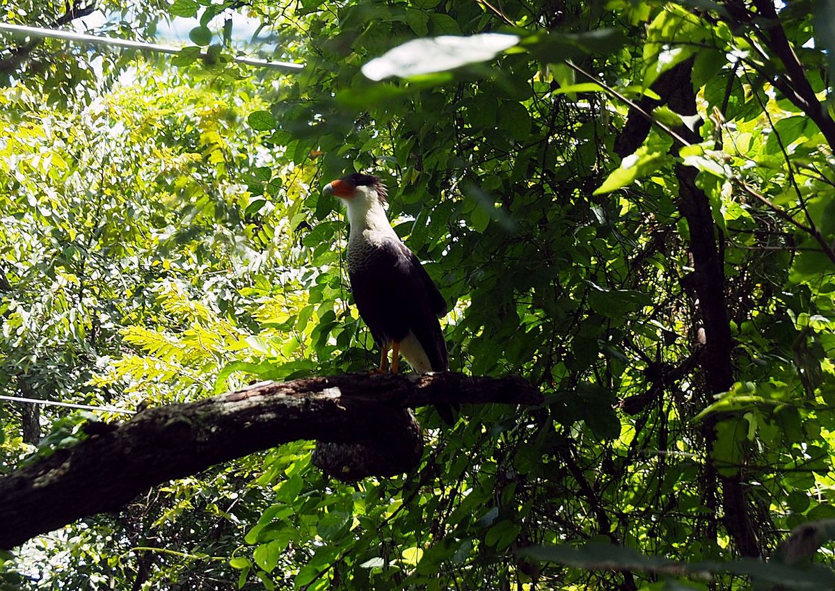 パロベルデ国立公園
コスタリカ北西部にあるパロベルデ国立公園は、雄大な湿地...