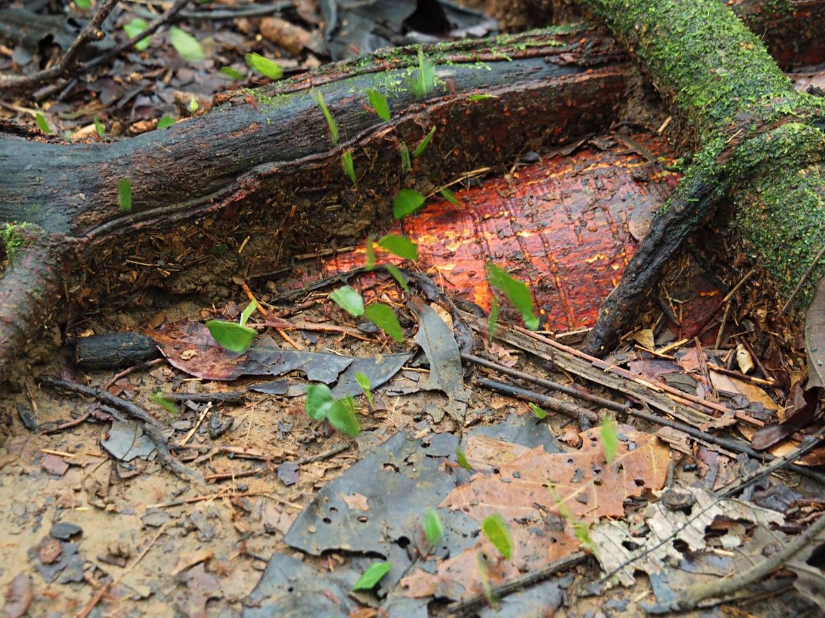 コルコバード国立公園
動物たちだけじゃなく虫たちもたくさんいますが、一番印...