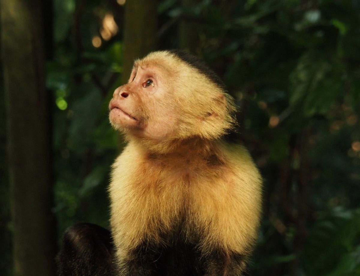 マヌエルアントニオ国立公園
サルたちは、人を恐れることもなく、興味を持って...
