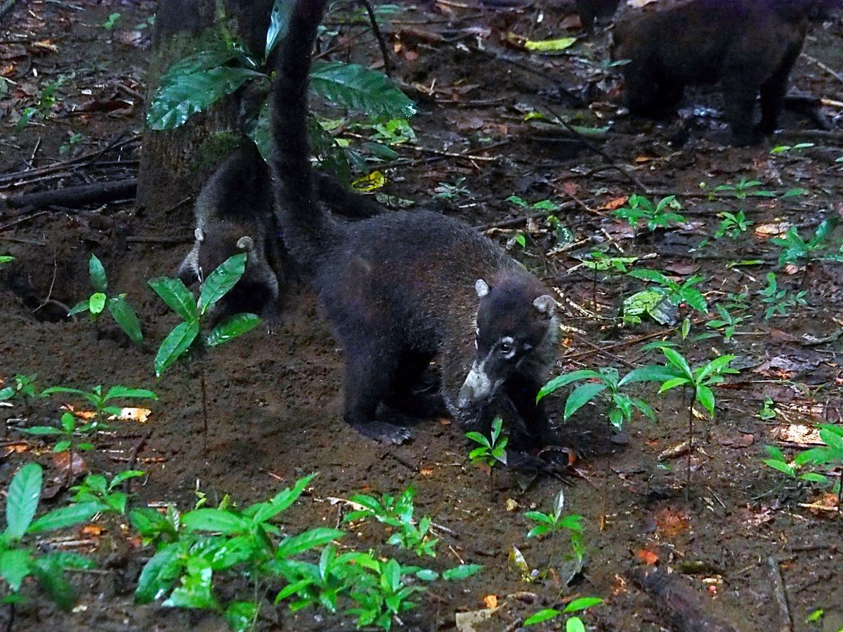 コルコバード国立公園
公園内で一番多くいる動物はアナグマ、中型犬くらいの大...