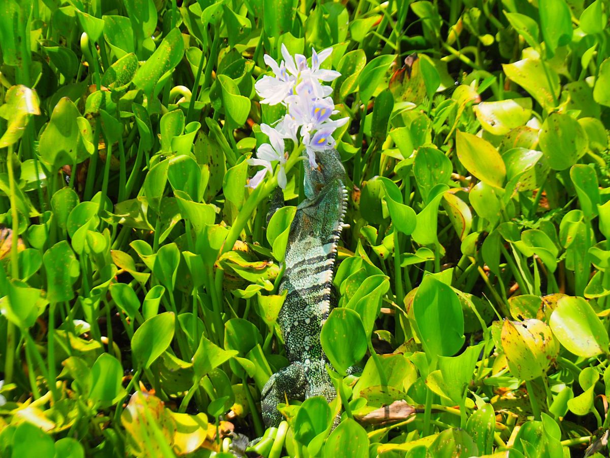 パロベルデ国立公園
コスタリカ北西部にあるパロベルデ国立公園は、雄大な湿地...