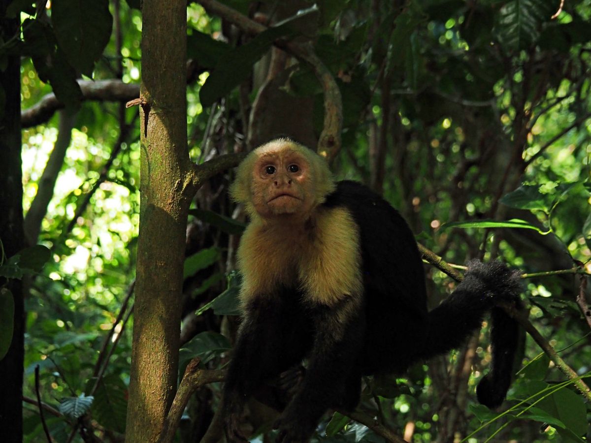 マヌエルアントニオ国立公園
サルたちは、人を恐れることもなく、興味を持って...