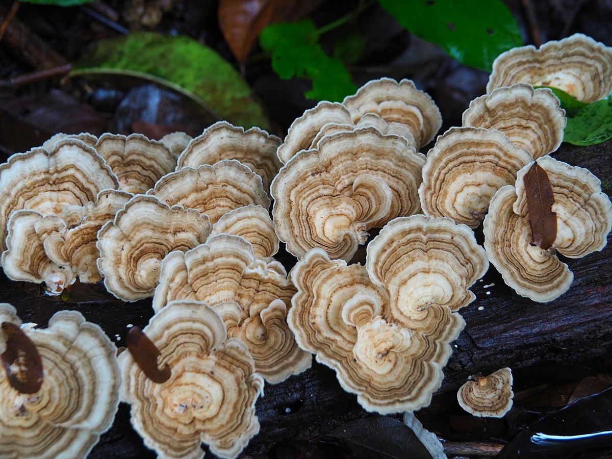 コルコバード国立公園
夢を食べるでおなじみのバクもここにいます。
夜行性な...