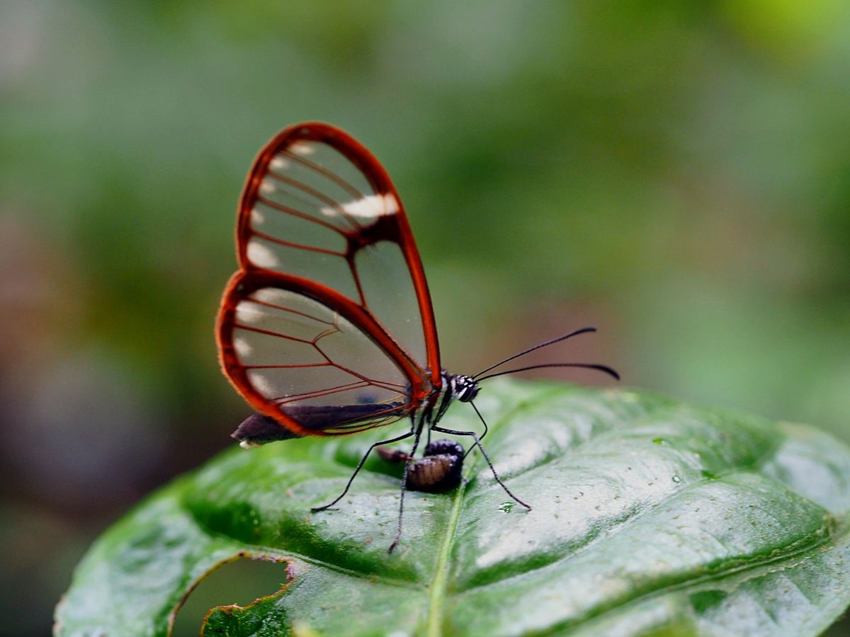 モンテベルデ
コスタリカの中央に位置するモンテベルデは、森林浴の気持ちいい...