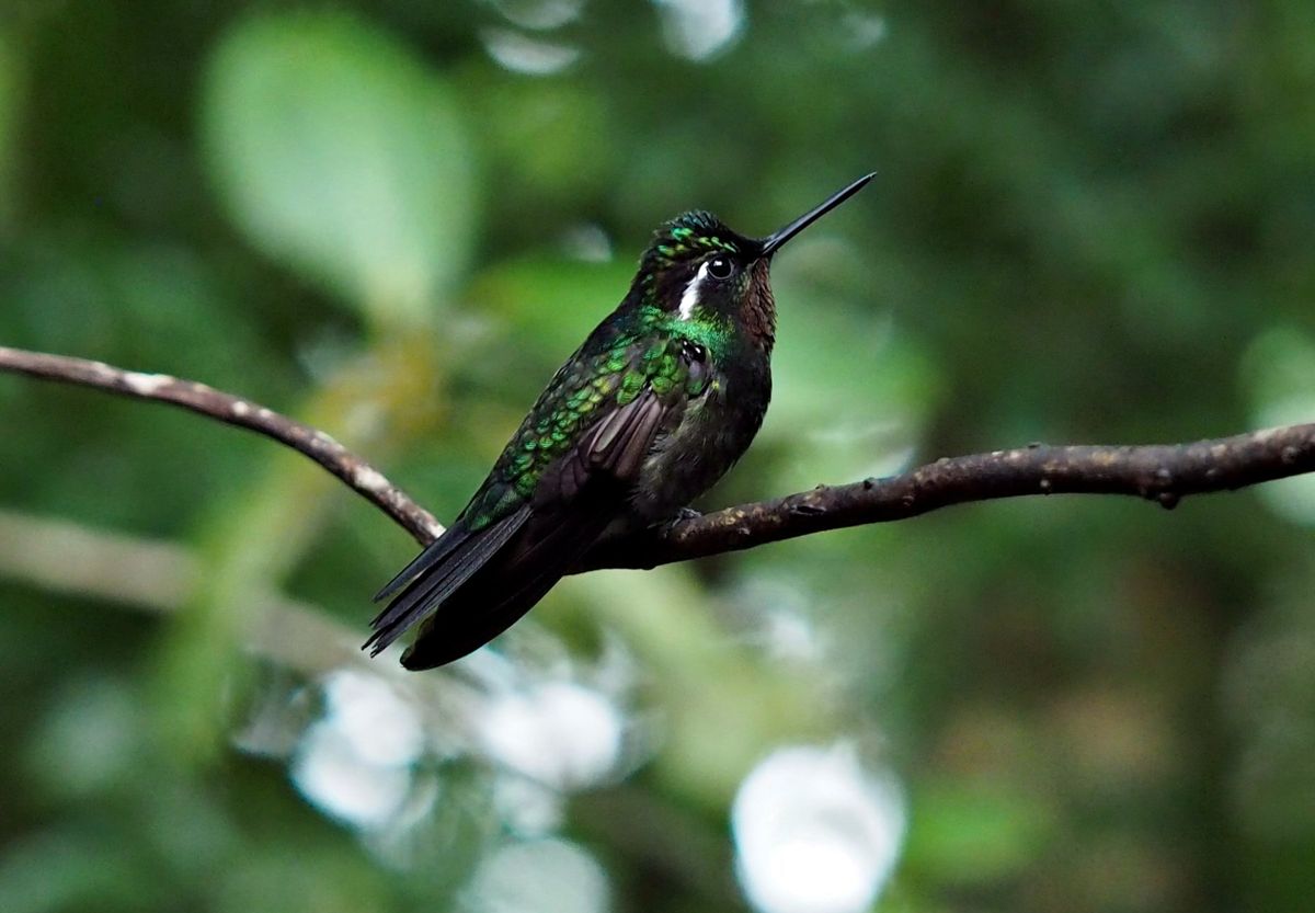 モンテベルデ
自然公園内のカフェにはたくさんのハチドリが集まっていました。...
