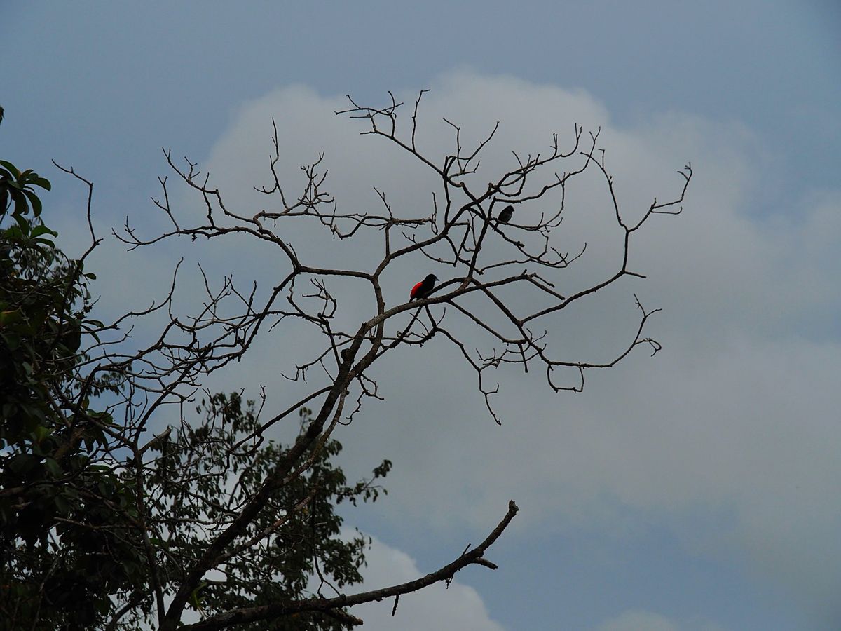 コルコバード国立公園
動物たちだけじゃなく虫たちもたくさんいますが、一番印...