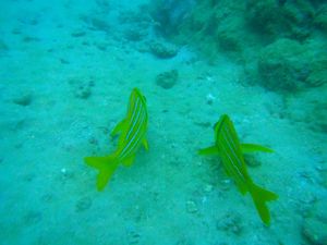 カーニョ島 ダイビング
コルコバード国立公園の遥か西に浮かぶのがカーニョ島...