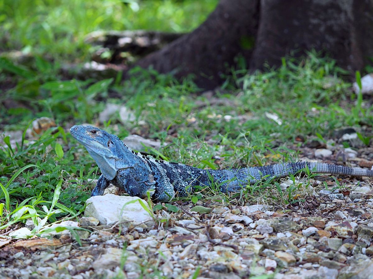 パロベルデ国立公園
コスタリカ北西部にあるパロベルデ国立公園は、雄大な湿地...