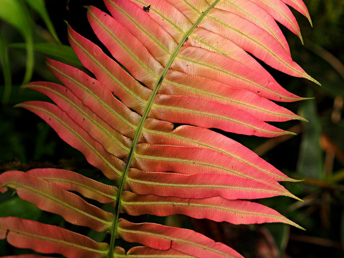モンテベルデ
コスタリカの中央に位置するモンテベルデは、森林浴の気持ちいい...