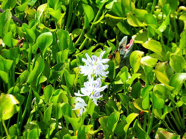 コスタリカ・サンホセ「コスタリカ 魅惑の動物王国をドライブ旅行🐸」の写真：パロベルデ国立公園
コスタリカ北西部にあ...