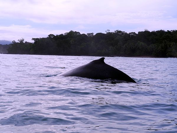 コスタリカ・サンホセ「コスタリカ 魅惑の動物王国をドライブ旅行🐸」の写真：コルコバード国立公園
コルコバード国立公...