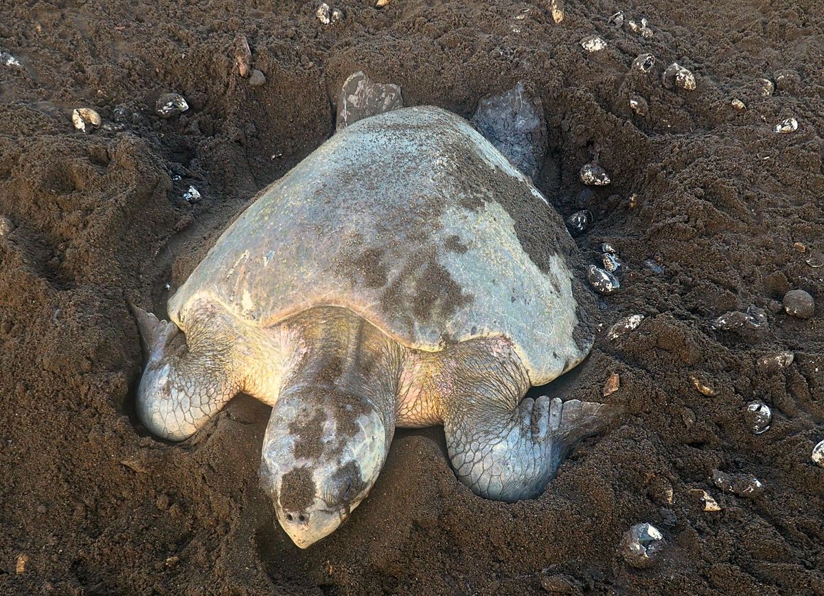 オスティオナル
夜になると、ウミガメたちの上陸が始まります。
砂浜に上がる...