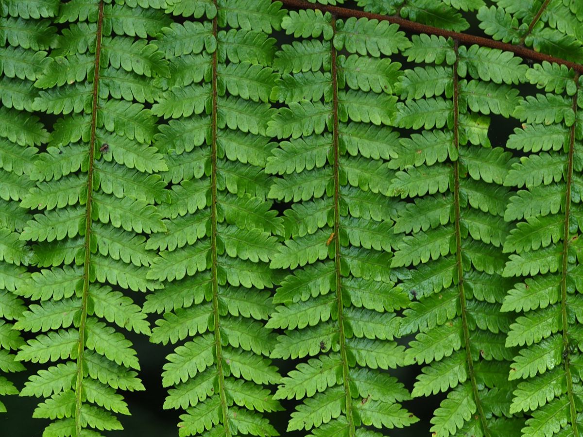 モンテベルデ
自然公園内のカフェにはたくさんのハチドリが集まっていました。...