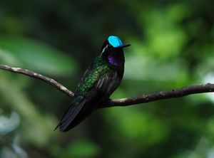 モンテベルデ
自然公園内のカフェにはたくさんのハチドリが集まっていました。...