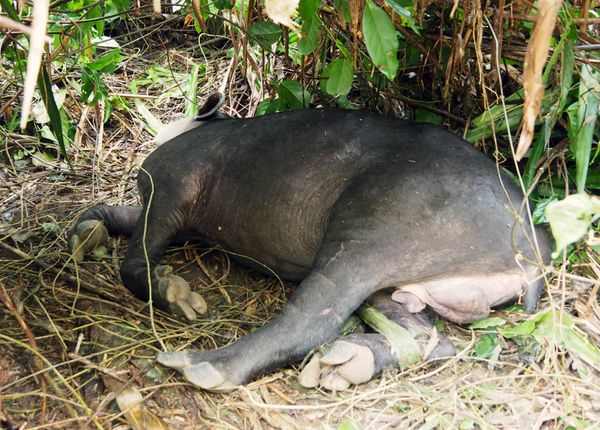 コスタリカ・サンホセ「コスタリカ 魅惑の動物王国をドライブ旅行🐸」の写真：コルコバード国立公園
夢を食べるでおなじ...