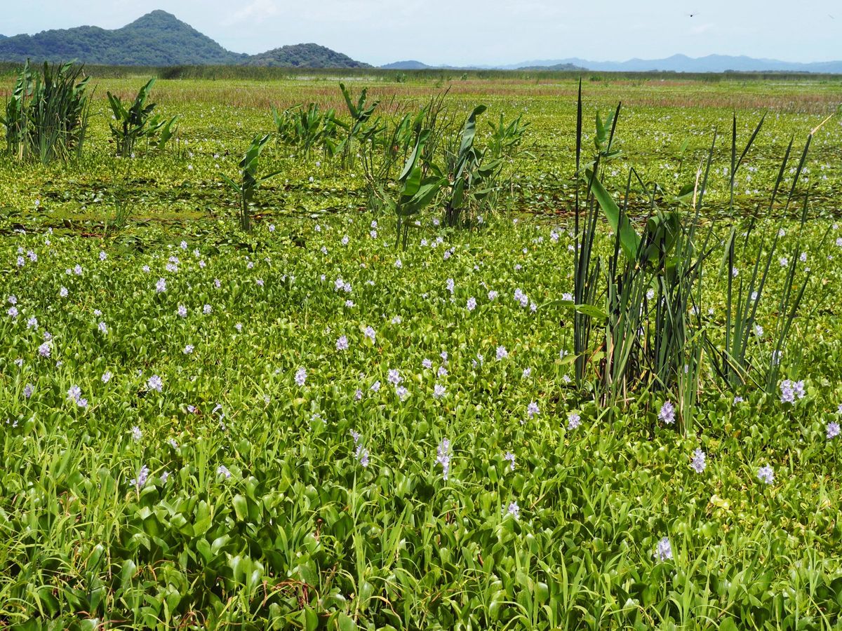パロベルデ国立公園
コスタリカ北西部にあるパロベルデ国立公園は、雄大な湿地...