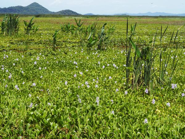コスタリカ・サンホセ「コスタリカ 魅惑の動物王国をドライブ旅行🐸」の写真：パロベルデ国立公園
コスタリカ北西部にあ...