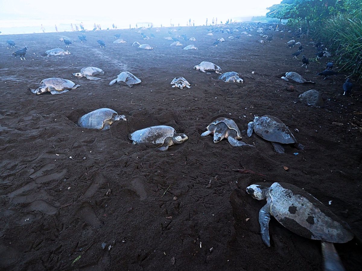 オスティオナル
夜になると、ウミガメたちの上陸が始まります。
砂浜に上がる...