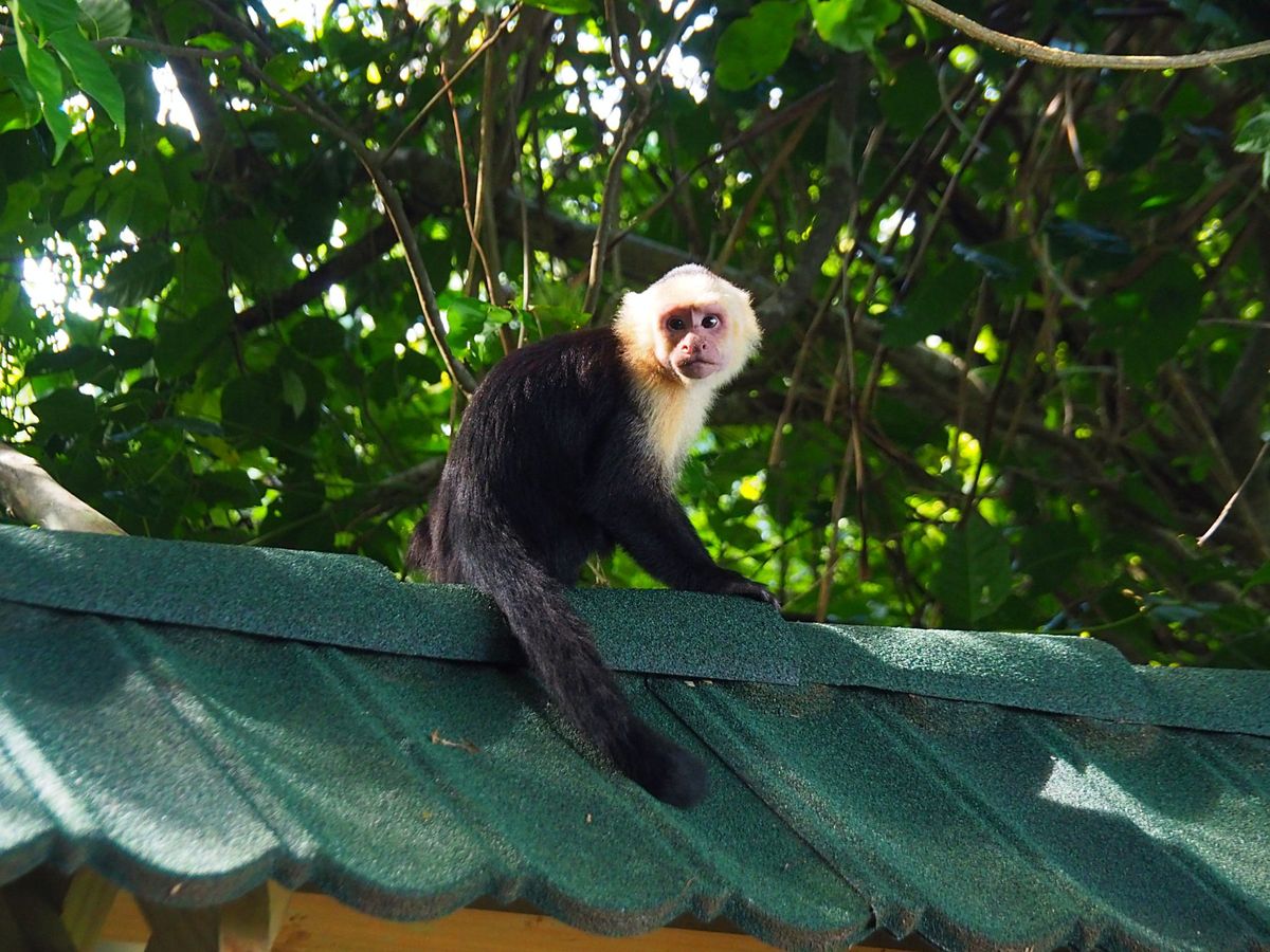 マヌエルアントニオ国立公園
サルたちは、人を恐れることもなく、興味を持って...