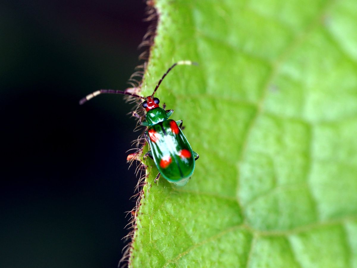 モンテベルデ
コスタリカの中央に位置するモンテベルデは、森林浴の気持ちいい...