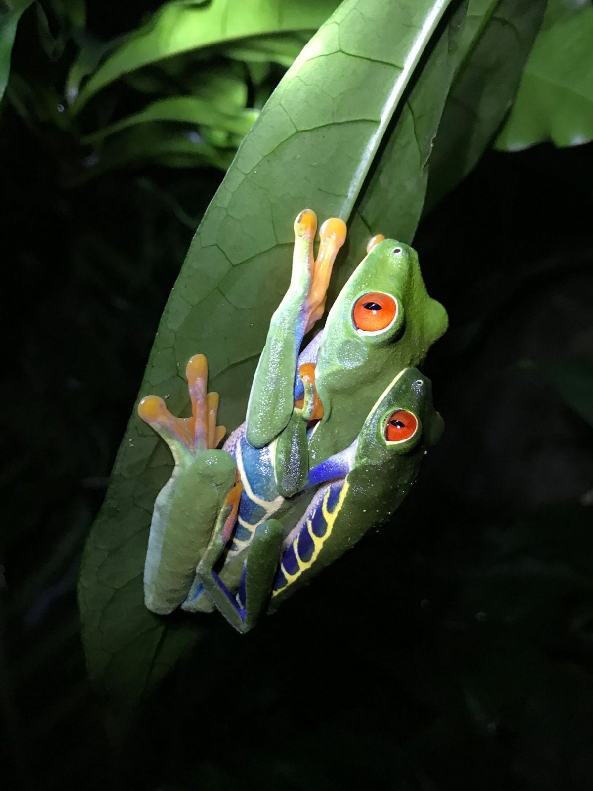 モンテベルデ　カエル園
コスタリカの印象として、大きなまん丸い真っ赤な目を...