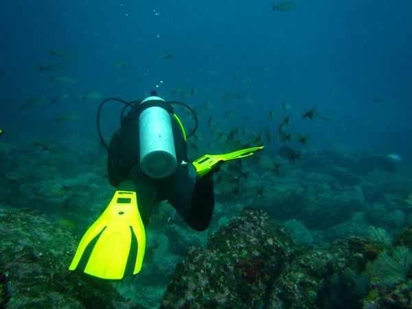 コスタリカ・サンホセ「コスタリカ 魅惑の動物王国をドライブ旅行🐸」の写真：カーニョ島 ダイビング
ダイビングの合間...