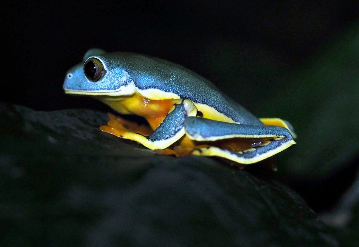 モンテベルデ　カエル園
コスタリカの印象として、大きなまん丸い真っ赤な目を...