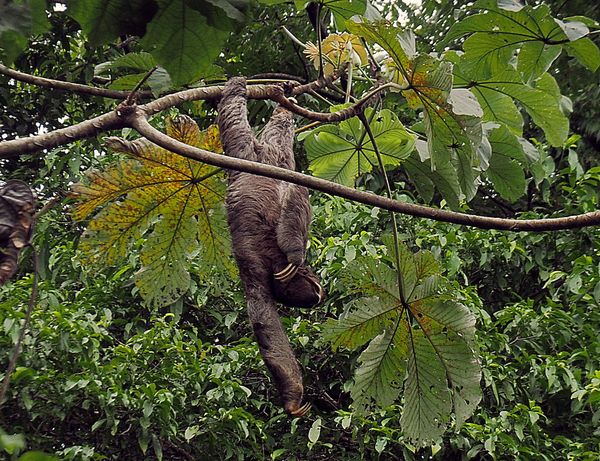 コスタリカ・サンホセ「コスタリカ 魅惑の動物王国をドライブ旅行🐸」の写真：マヌエルアントニオ国立公園
公園のアイド...