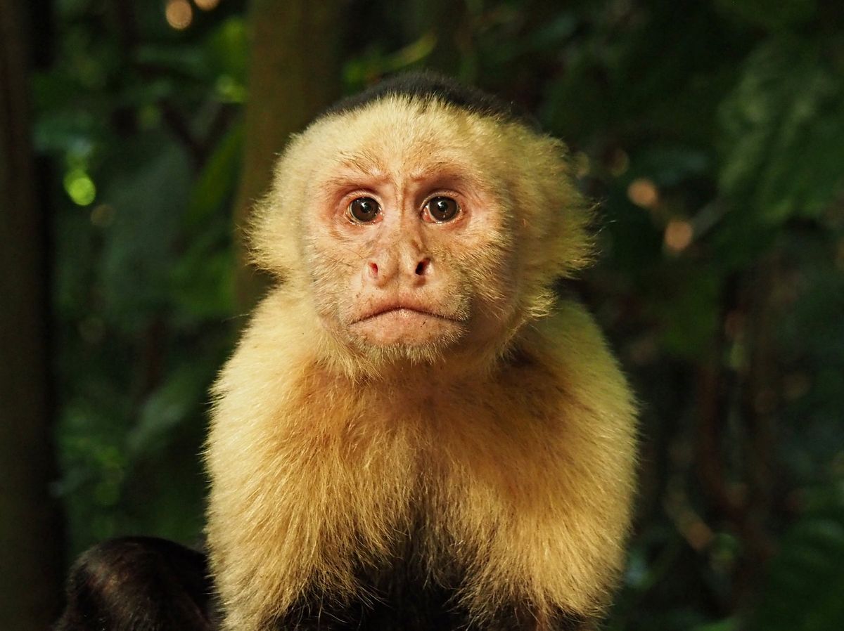 マヌエルアントニオ国立公園
サルたちは、人を恐れることもなく、興味を持って...