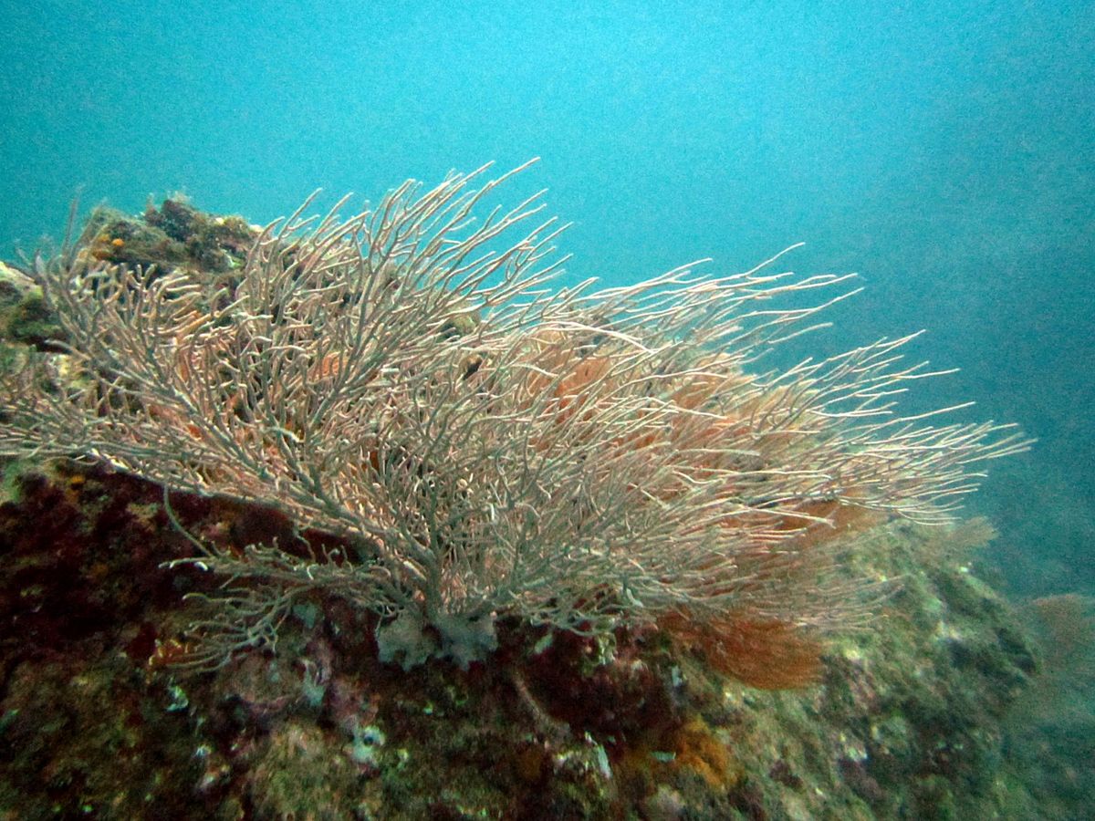 カーニョ島 ダイビング
ダイビングの合間にはカーニョ島に上陸。
船の上も、...
