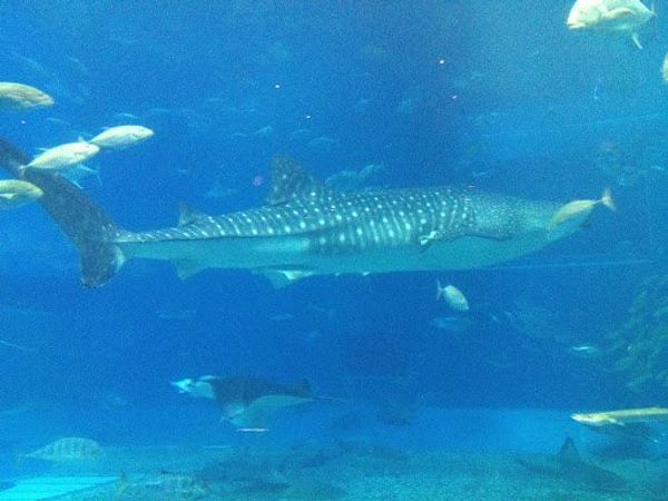 日本・沖縄「20120423_沖縄 那覇」の写真