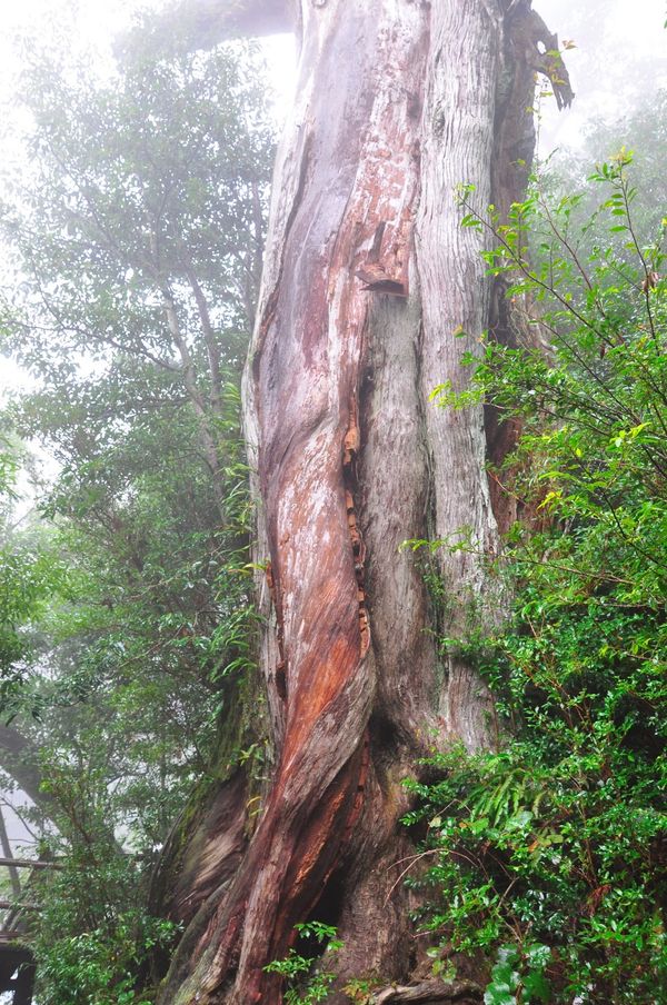 日本・鹿児島「20110120_種子島宇宙センターと屋久島」の写真