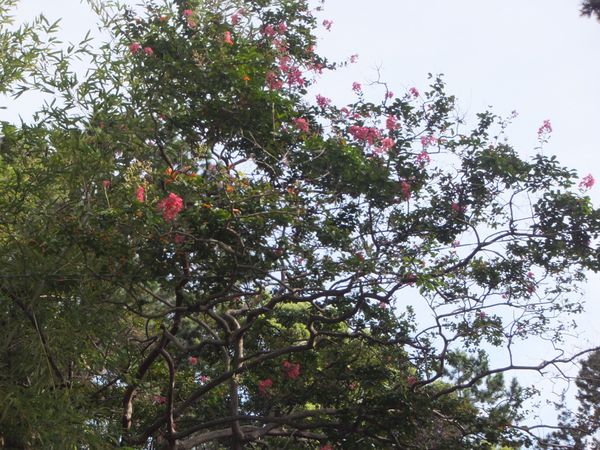 日本・秋津「静岡♡山梨」の写真