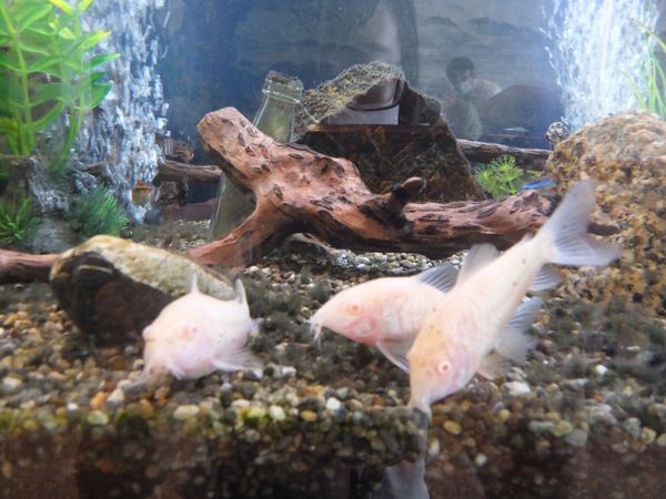 日本・秋津「静岡♡山梨」の写真